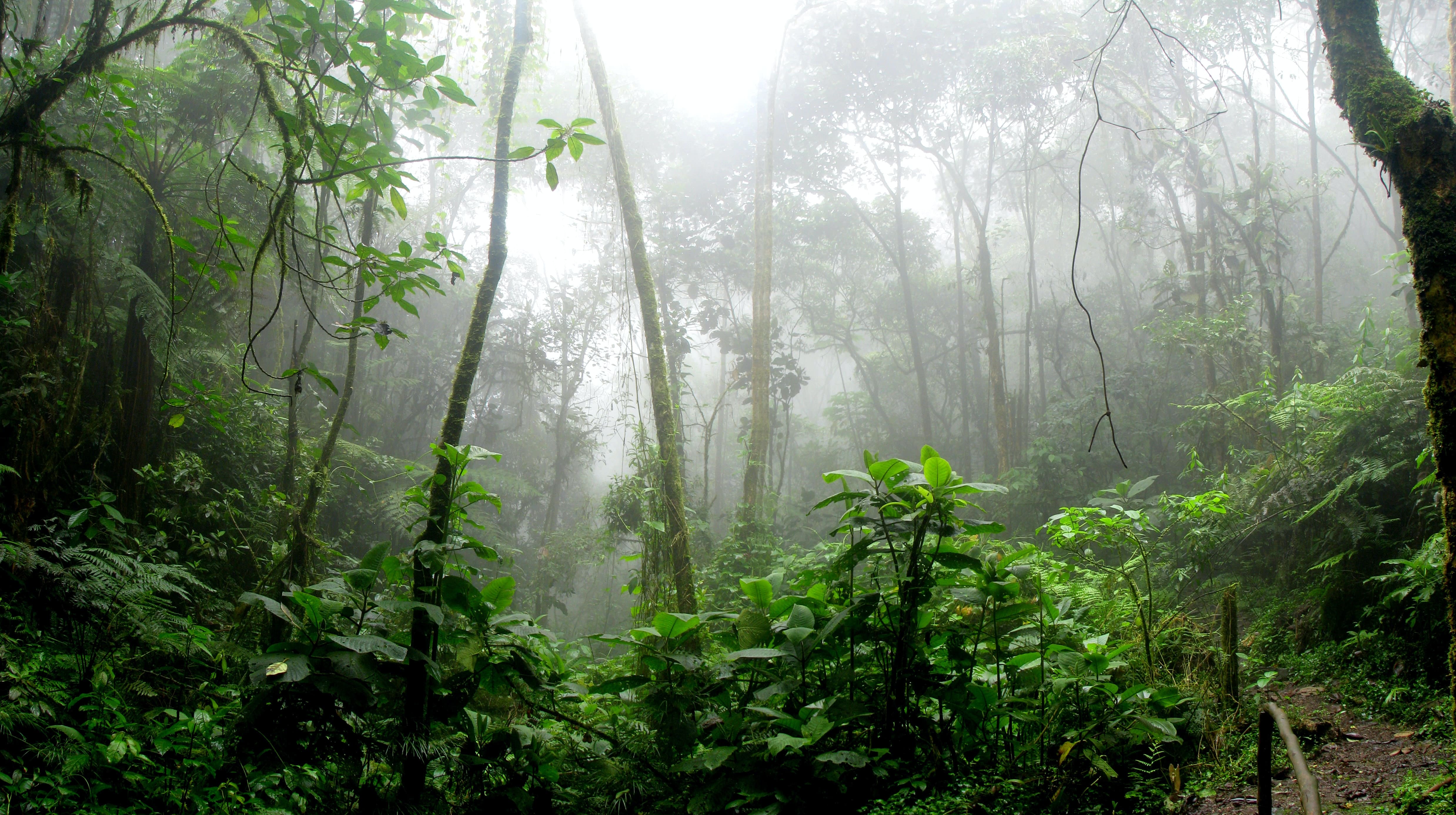 La comunidad Tayazu fue la que sembró nuestro bosque en el Amazonas