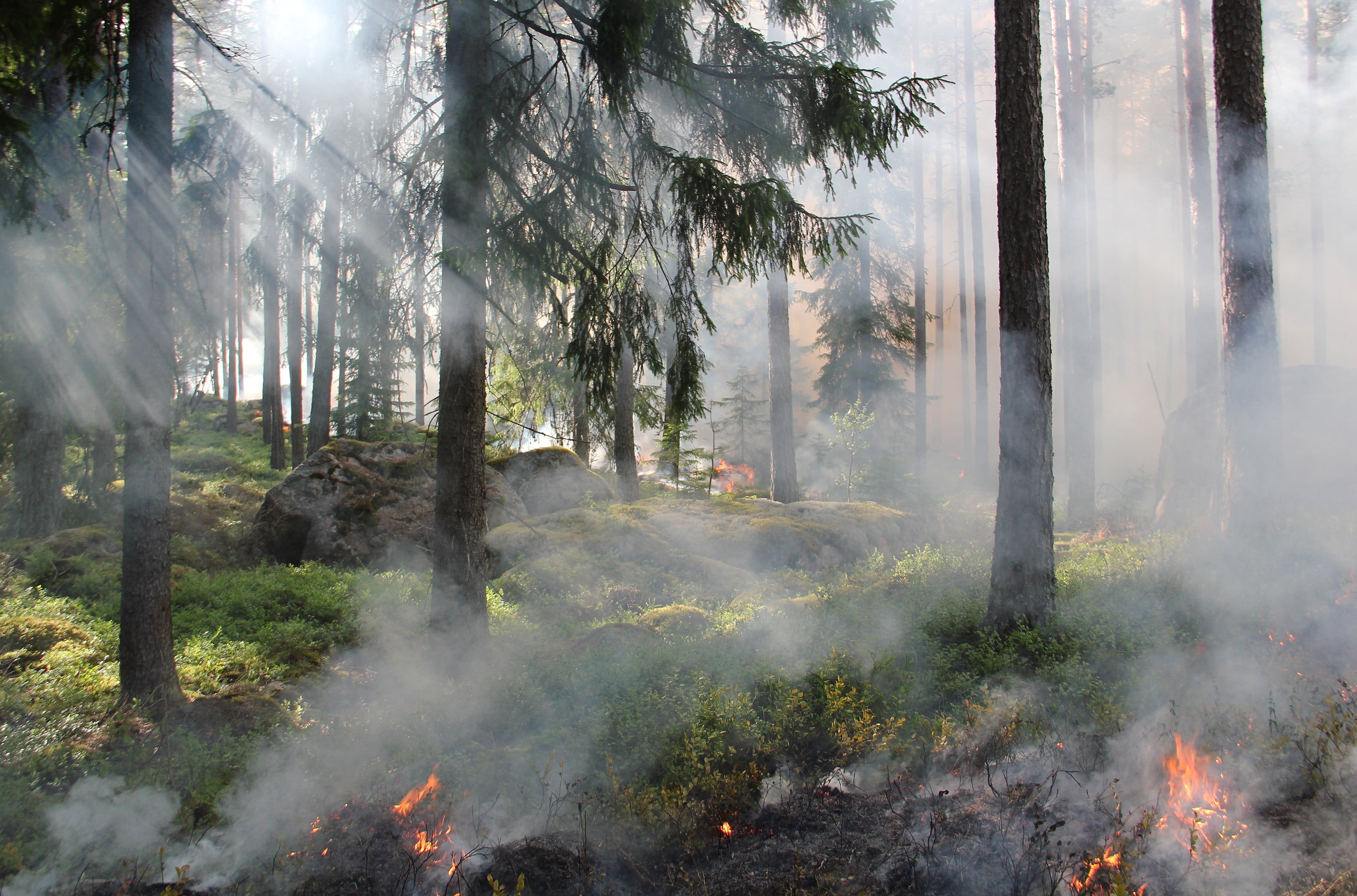 ¿Cómo prevenir incendios en los cerros y otros entornos naturales?